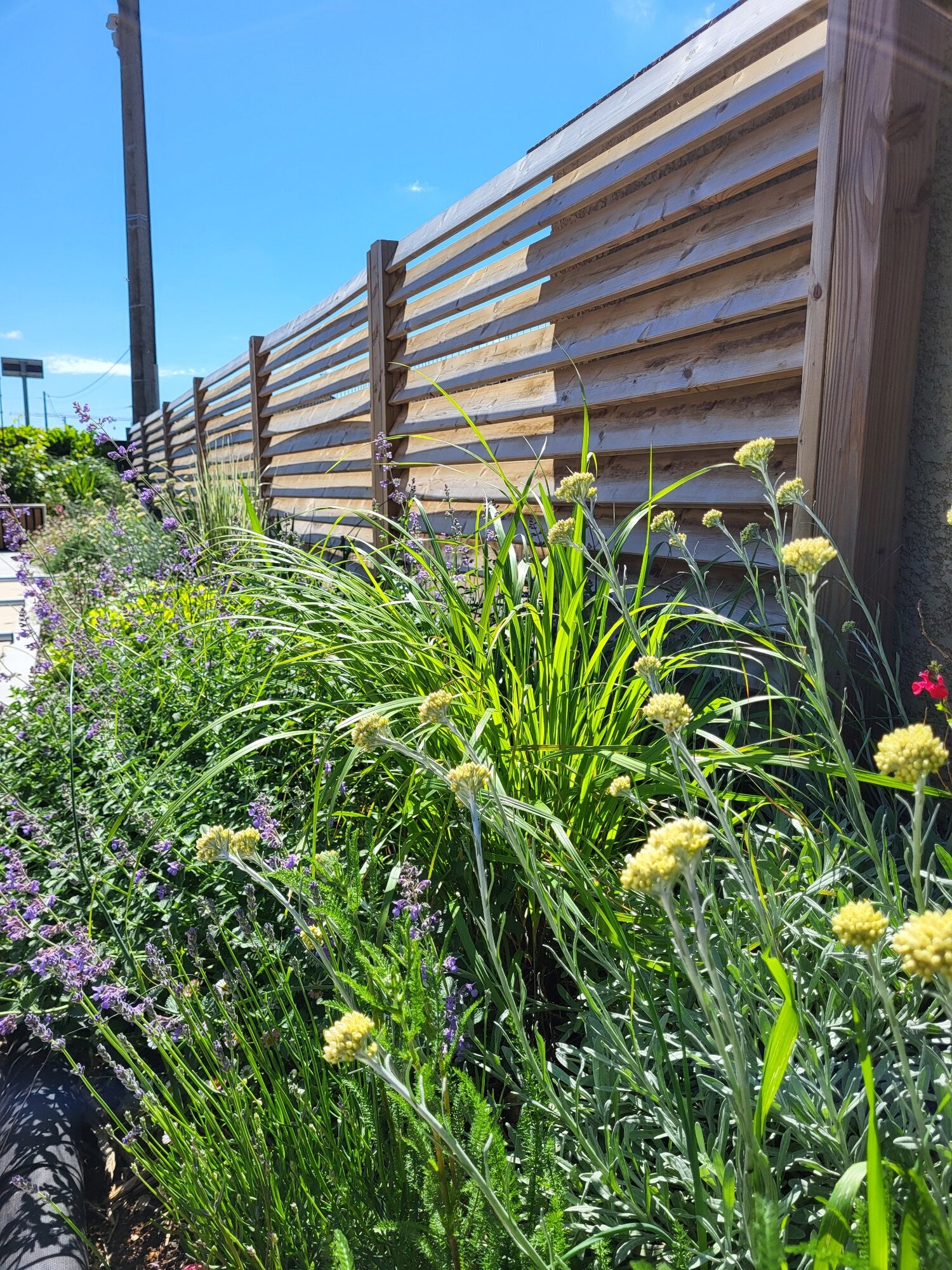 Détail de l’aménagement du jardin avec piscine à Meyzieu 6