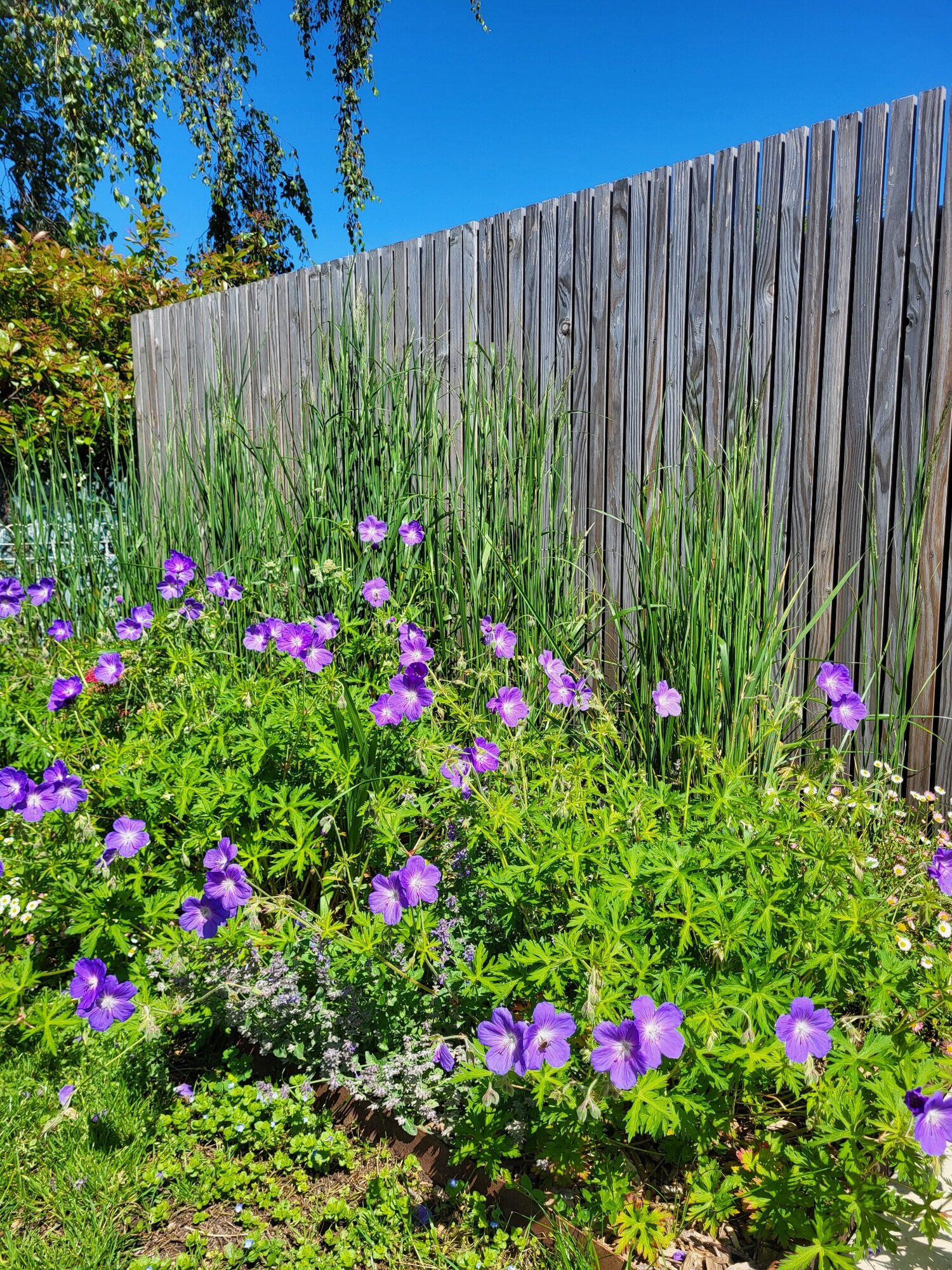 Détail de l’aménagement du jardin avec piscine à Meyzieu 7