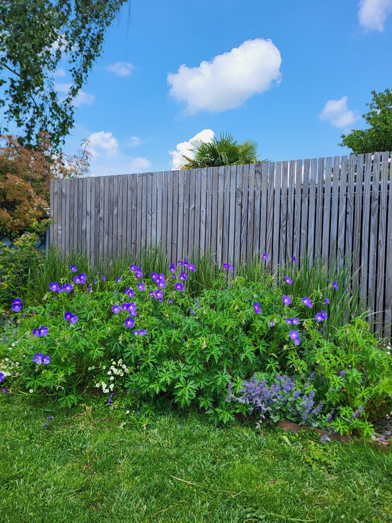 Détail de l’aménagement du jardin avec piscine à Meyzieu 2